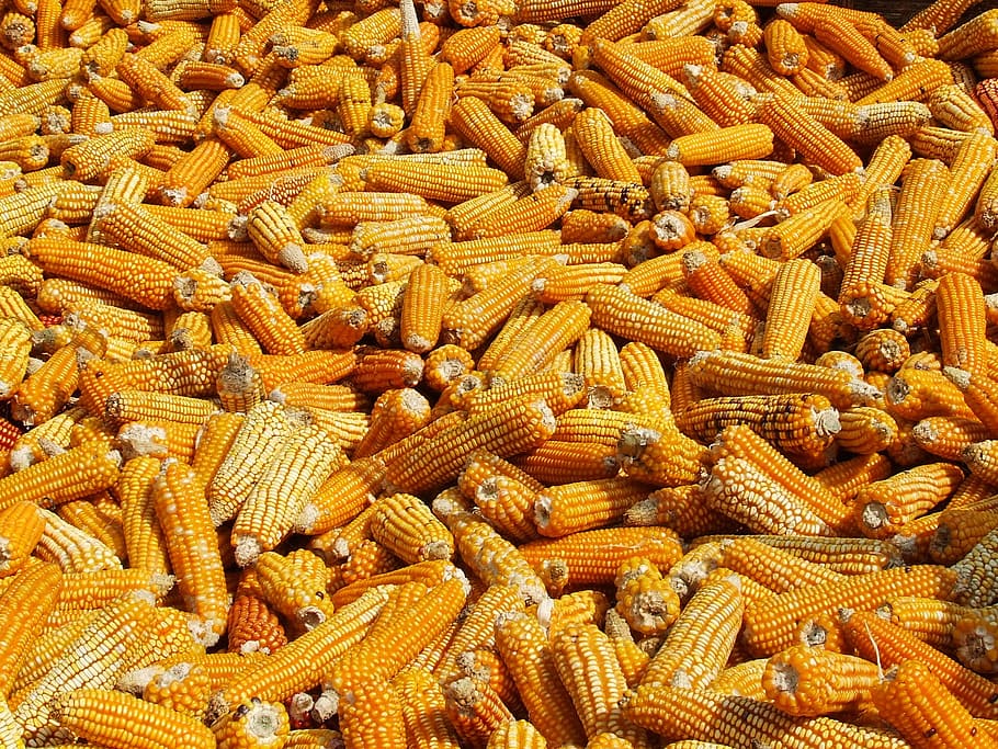 omplir, fotografia de marc, blat de moro, assecat, annapurna, nepal, menjar i beguda, menjar, abundància, gran grup d'objectes, frescor, marc complet, benestar, alimentació saludable, fons, cap gent, natura morta, aliments crus, groc, vista d’angle alt, pasta, marró, blat de moro a la panotxa, vegetals, a l'interior, berenar, 2K