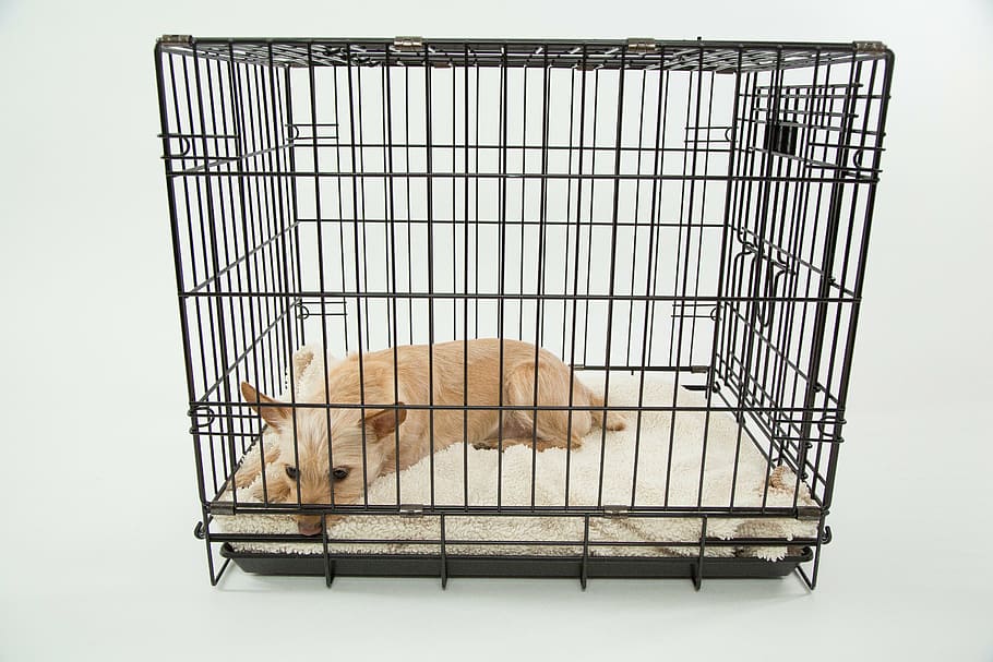 adult, marró, cairn terrier, gàbia, gos, només, un animal, mamífer, mascotes, nacional, animals en captivitat, a l'interior, tir de l'estudi, cap gent, animals domèstics, caní, fauna animal, vertebrats, atrapat, metall, 5K