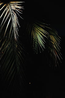 green palm tree, photo, palm tree, leaf, tree, palm, light, warm, color, green, wallpaper, foliage, contrast, minimal, nature, frond, samsung, iphone x, oled wallpaper, summer, muted, vacation, palm leaf, night, plant, tropical climate, growth, no people, beauty in nature, plant part, outdoors, close-up, sky, low angle view, green color, dark, coconut palm tree, tropical tree, coniferous tree, 5K, CC0, public domain, royalty free