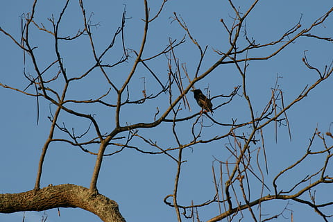 merlo, albero, primavera, blu, aria, albero, primavera, blu, aria, rami, ramo, animale, cielo, albero nudo, uccello, Inquadratura dal basso, pianta, natura, animali allo stato selvatico, vertebrato, temi animali, nessuno, fauna selvatica, cielo sereno, appollaiati, giorno, un animale, all'aperto, 4K, CC0, dominio pubblico, privo di copyright