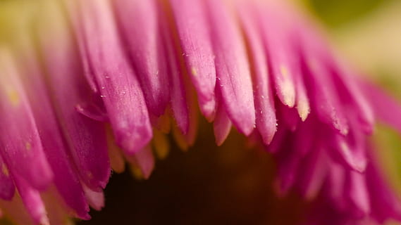 rosa, avvicinamento, viola, foglia, fiore, dettaglio di, natura, fiore rosa, estate, pianta, macro, primavera, fioritura, giallo, fiorente, Incremento, piante, petalo, boccioli in fiore, bellezza, pianta fiorita, bellezza nella natura, crescita, freschezza, colore rosa, fragilità, vulnerabilità, messa a fuoco selettiva, magenta, testa di fiore, primo piano estremo, infiorescenza, nessuno, ingrandimento, polline, giardinaggio, giardino ornamentale, rugiada, 4K, CC0, dominio pubblico, privo di copyright