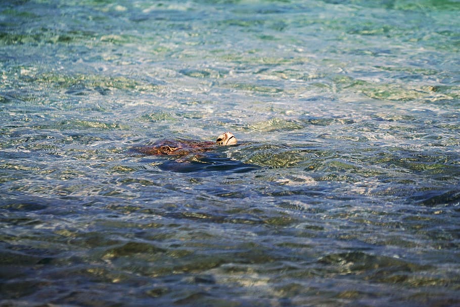 dyr, svømning, vand, low-angle, skildpadde, hav, ocean, havskildpadde, ansigt, svømme, krusning, åndedrag, vejrtrækning, hav liv, krybdyr, overfladisk, dyre temaer, dyreliv, dyr i naturen, et dyr, hvirveldyr, natur, ingen mennesker, dag, selektiv fokusering, udendørs, havnefronten, fisk, marine, dyr hoved, 5K