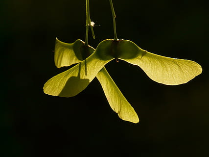 frutto d'acero, acero, albero, verde, sole, luce, illuminare, colonna di frutta, geflüglete acero frutta, semi, girato in studio, pianta, sfondo nero, avvicinamento, foglia, parte vegetale, nessuno, natura, freschezza, crescita, bellezza nella natura, ritagliare, vulnerabilità, in casa, giallo, fiore, fragilità, colore verde, frutta, sospeso, testa di fiore, condizione naturale, 2K, CC0, dominio pubblico, privo di copyright