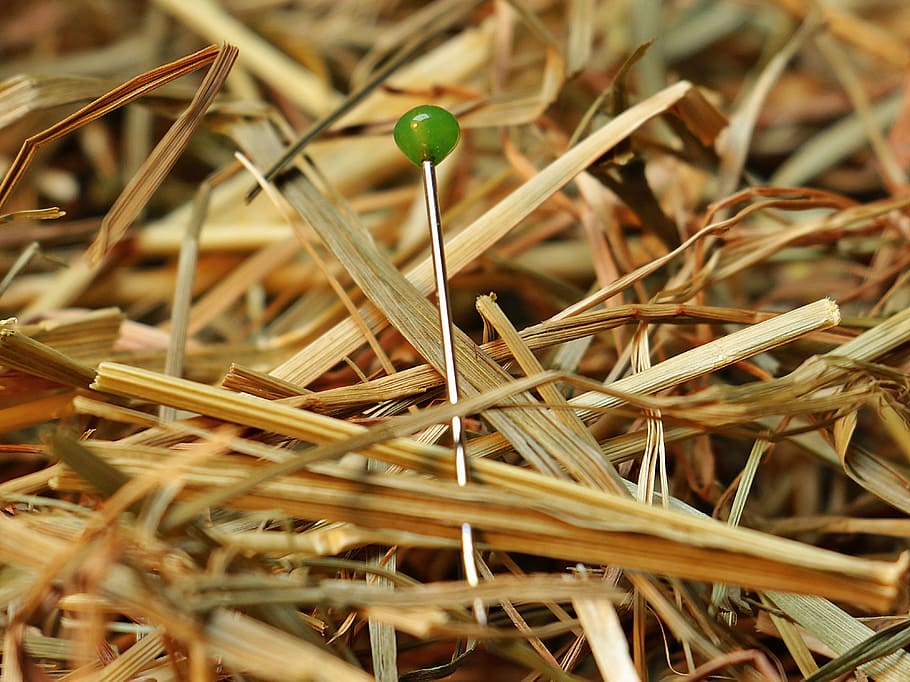 plata, verd, marc, envoltat, sec, fulles, agulla en un paller, agulla, paller, amor, pin, trobar, cerca, perdut, fenc, proverbi, forma de parlar, Difícil de trobar, planta, naturalesa, primer pla, dia, herba, a l'aire lliure, cap gent, creixement, fragilitat, bellesa a la natura, terra, enfocament selectiu, camp, centrar-se en primer pla, palla, color verd, vulnerabilitat, llum solar, fulla d'herba, 4K