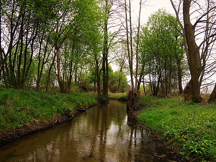 riu, primavera, corrent, naturalesa, paisatge, aigua, rierol, arbre, planta, tranquil·litat, bellesa a la natura, creixement, terra, escenics - natura, color verd, bosc, escena tranquil·la, herba, cap gent, reflexió, dia, escena no urbana, llac, a l'aire lliure, pantà, 4K, CC0, domini públic, lliure de regalies
