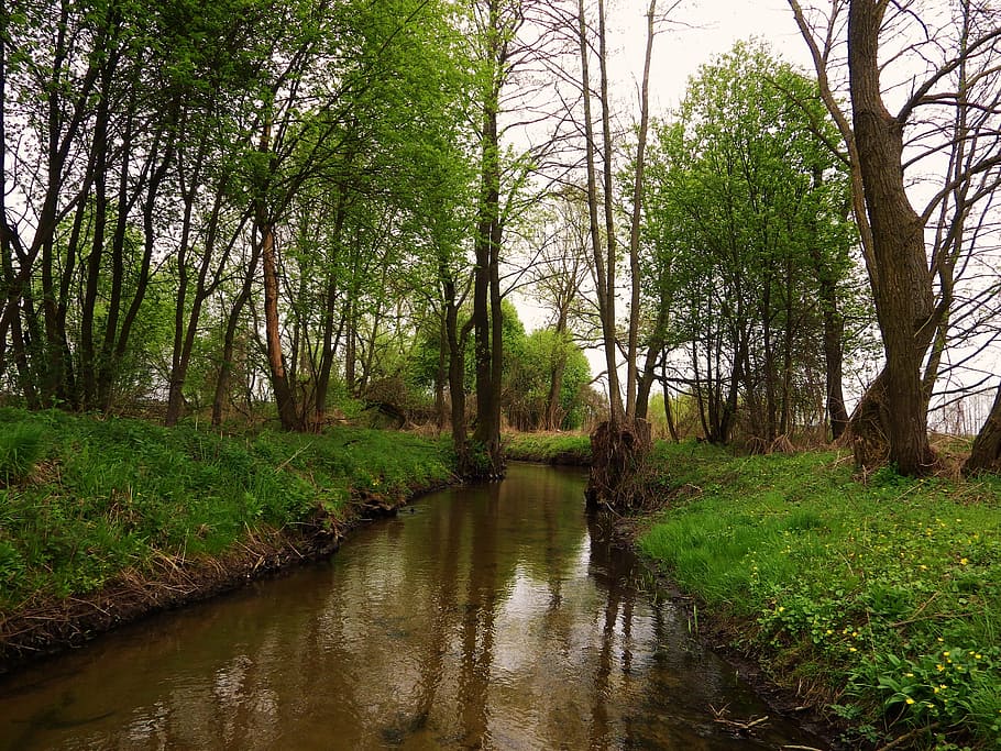 riu, primavera, corrent, naturalesa, paisatge, aigua, rierol, arbre, planta, tranquil·litat, bellesa a la natura, creixement, terra, escenics - natura, color verd, bosc, escena tranquil·la, herba, cap gent, reflexió, dia, escena no urbana, llac, a l'aire lliure, pantà, 4K