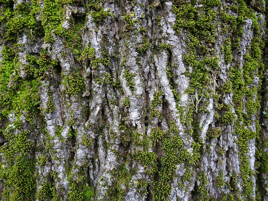 registre, molsa, escorça, escorça de xarxa, bemoost, naturalesa, planta, fons, arbre, tronc de l'arbre, tronc, creixement, marc complet, tranquil·litat, terra, cap gent, bellesa a la natura, bosc, dia, color verd, a l'aire lliure, vista d’angle baix, primer pla, textura, liquen, 4K