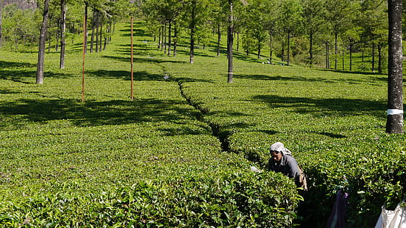 Tee, Munnar, Teepflücker, Landwirtschaft, Bauernhof, Besetzung, ländliche Szene, Feld, Arbeiten, Pflanze, grüne Farbe, Wachstum, Land, Natur, Schönheit in der Natur, echte Menschen, Baum, Landschaft, Farmer, Tag, eine Person, Ernte, Sonnenlicht, Szenen - Natur, draußen, Plantage, Tee Ernte, 4K, CC0, gemeinfrei, lizenzfrei