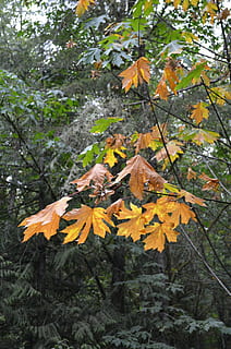 stort blad lønn, tre, lønnetre, høst, farge, natur, gul, falle, gylden, gren, skog, landskap, løvverk, blader, anlegg, blad, plante del, endring, vekst, skjønnhet i naturen, dag, nærbilde, ingen folk, fokusere på forgrunnen, sårbarhet, skjørhet, ro, land, lønneblad, utendørs, høstsamling, naturlig tilstand, 4K, CC0, offentlig domene, opphavsrett gratis