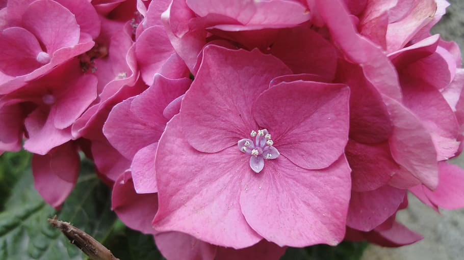 flor, Phyla macro de la hortensia, chalus, planta amb flors, planta, frescor, color rosa, bellesa a la natura, pètal, primer pla, inflorescència, creixement, fragilitat, cap de flor, vulnerabilitat, naturalesa, cap gent, a l'aire lliure, primavera, dia, rosa, pol·len, 4K