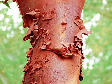 écorce, peeling, rouge, arbre, boucle, flocon, abstrait, se concentrer sur le premier plan, fermer, tronc d'arbre, plante, tronc, personne, journée, la nature, croissance, thèmes animaux, en plein air, animal, la faune des animaux, modèle, texturé, partie de la plante, écorce végétale, partie du corps, 1080P, CC0, domaine public, libre de droits