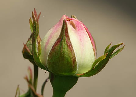 Rosa, Schraffur, Taste, Schönheit in der Natur, Pflanze, Nahansicht, Frische, Wachstum, Knospe, Blume, Verletzlichkeit, keine Leute, blühende Pflanze, Zerbrechlichkeit, grüne Farbe, pinke Farbe, Studioaufnahme, neues Leben, Natur, Anfänge, Kelchblatt, Fokus auf den Vordergrund, Pflanzenteil, Blütenkopf, 4K, CC0, gemeinfrei, lizenzfrei