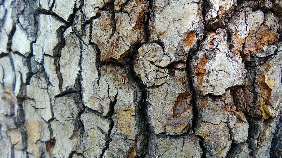 Baumrinde, Textur, natürliches Muster, Baumstamm, Kofferraum, texturiert, Vollbild, Hintergründe, Baum, Pflanzenrinde, Rau, Nahansicht, Holz - Material, Pflanze, keine Leute, Muster, Borke, Tag, verwittert, geknackt, draußen, braun, natürlicher Zustand, 1080P