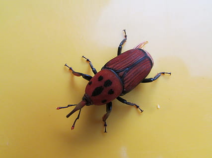 scarafaggio, insetto, macro, volare, Dharwad, India, temi animali, invertebrato, animale, un animale, fauna selvatica, avvicinamento, animali allo stato selvatico, nessuno, giallo, rosso, vista dall'alto, in casa, caratteristica della parete, antenna animale, zoologia, natura, giorno, 2K, CC0, dominio pubblico, privo di copyright
