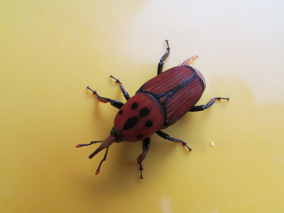 escarabat, insecte, error, macro, volar, dharwad, Índia, temes d'animals, invertebrat, animal, un animal, fauna animal, primer pla, animals a la natura, cap gent, groc, vermell, vista d’angle alt, a l'interior, funció de construcció de parets, antena animal, zoologia, naturalesa, dia, 2K