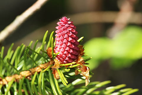 pinjekegler, hanen, Skov, forår, natur, nåletræ, kienapfel, afdeling, plante, tæt på, vækst, ingen mennesker, skønhed i naturen, grøn farve, fokus på forgrunden, blomst, Pinaceae, træ, dag, blad, plante del, friskhed, udendørs, blomstrende plante, fyrretræ, grankogle, nål - plante del, 5K, CC0, offentligt domæne, royaltyfrie
