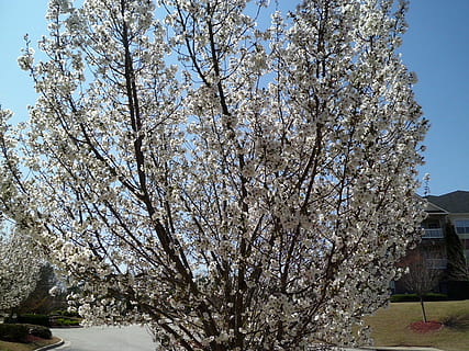 primavera, natura, corniolo, albero, pianta, crescita, pianta fiorita, fiore, cielo, bellezza nella natura, fiorire, giorno, ramo, fragilità, architettura, Inquadratura dal basso, struttura costruita, nessuno, all'aperto, freschezza, vulnerabilità, fiore di ciliegio, ciliegio, 2K, CC0, dominio pubblico, privo di copyright
