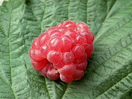 red, raspberry, green, leaf, berry, fruit, sweet, fresh, a lot, leaves, closeup, in the summer time, summer, garden, food, dessert, freshness, nature, berry Fruit, close-up, ripe, plant, sweet Food, organic, plant part, healthy eating, food and drink, growth, wellbeing, day, beauty in nature, no people, green color, focus on foreground, 1080P, CC0, public domain, royalty free