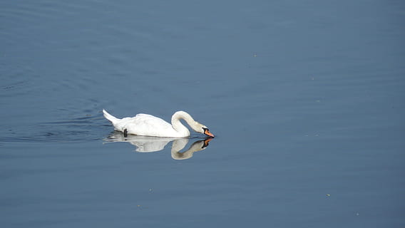 cigno, riflessione, acqua, uccello, animale, natura, lago, animali e animali domestici, bianca, un animale, giorno, nuoto, temi animali, fauna selvatica, animali allo stato selvatico, vertebrato, Colore bianco, lungomare, uccello acquatico, nessuno, cigno reale, galleggia sull'acqua, giovane cigno, 2K, CC0, dominio pubblico, privo di copyright