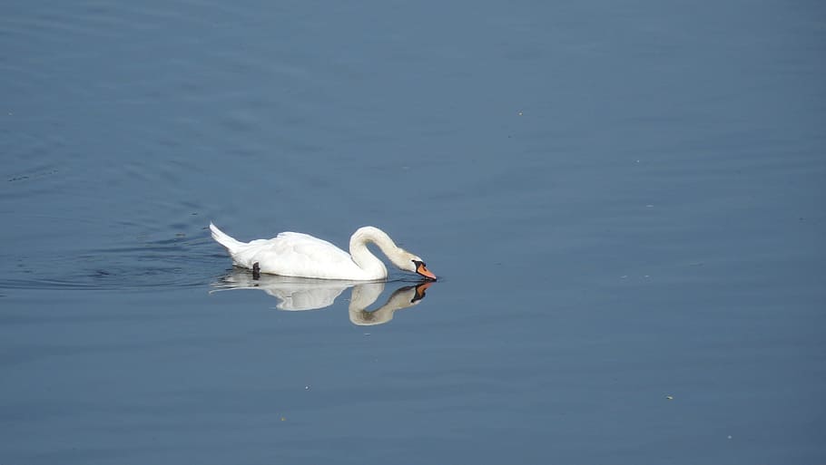 cigno, riflessione, acqua, uccello, animale, natura, lago, animali e animali domestici, bianca, un animale, giorno, nuoto, temi animali, fauna selvatica, animali allo stato selvatico, vertebrato, Colore bianco, lungomare, uccello acquatico, nessuno, cigno reale, galleggia sull'acqua, giovane cigno, 2K