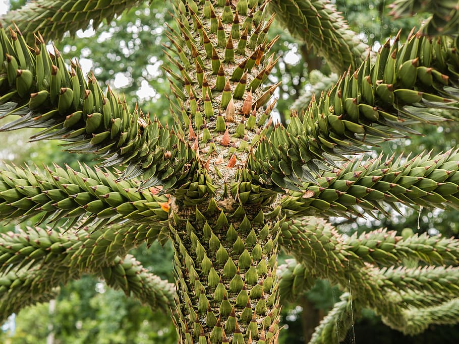 arbre, registre, estructura, estètic, andes avet, planta, creixement, color verd, naturalesa, primer pla, full, dia, part de la planta, cap gent, bellesa a la natura, fruita, a l'aire lliure, fons, fruita tropical, cactus, marc complet, centrar-se en primer pla, planta suculenta, agut, arbre de coníferes, agulla - part de la planta, picant, 4K