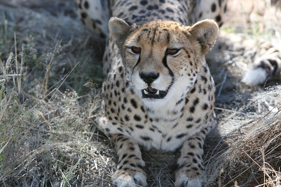gepard, rovdyr, namibia, vild, natur, ødemark, safari, vilde dyr, jage, dyr verden, vilde liv, opdage vildt, fotografering vilde, fauna, et dyr, dyr i naturen, dyreliv, dyre temaer, dag, udendørs, safari dyr, ingen mennesker, dyr, feline, pattedyr, stor kat, kat, hvirveldyr, fik øje på, carnivora, jord, portræt, Mark, bakkenbart, 4K