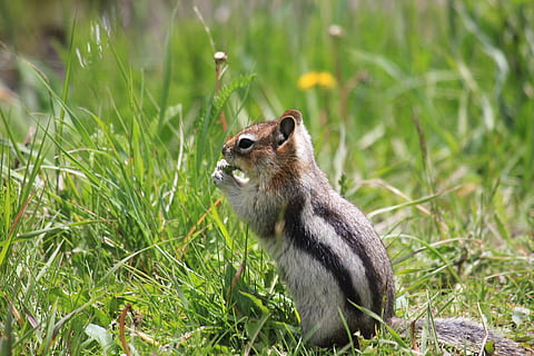 chipmunk, Canada, natura, fauna selvatica, animale, temi animali, un animale, animali allo stato selvatico, erba, mammifero, pianta, roditore, colore verde, nessuno, terra, campo, mangiare, vertebrato, scoiattolo, giorno, avvicinamento, concentrarsi sulle conoscenze acquisite, all'aperto, vista profilo, 2K, CC0, dominio pubblico, privo di copyright