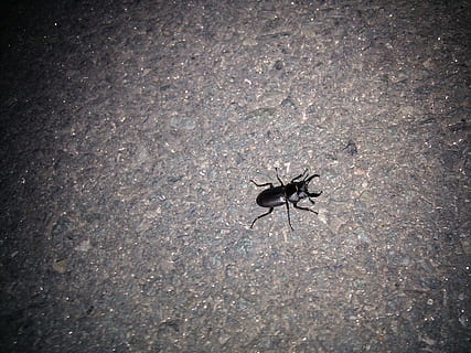 el venado bicho, insectos, insecto, animal, invertebrado, temas de animales, fauna animal, animales en la naturaleza, un animal, vista de alto ángulo, día, nadie, de cerca, naturaleza, al aire libre, texturizado, de color negro, araña, viñeta, arácnido, artrópodo, ala animal, 2K, CC0, dominio público, libre de derechos