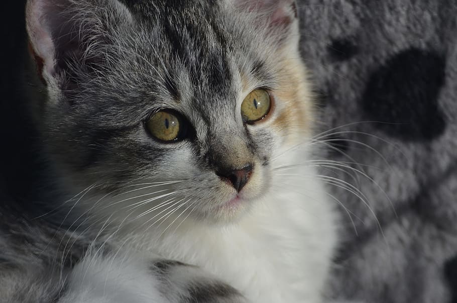 lys, skygge, kat, killing, indenlandske, indenlandske kat, dyre temaer, dyr, kæledyr, husdyr, et dyr, pattedyr, feline, hvirveldyr, bakkenbart, tæt på, dyr kropsdel, portræt, ingen mennesker, dyr hoved, kigger på kameraet, leder, dyr øje, gule øjne, snude, dyre næse, 4K