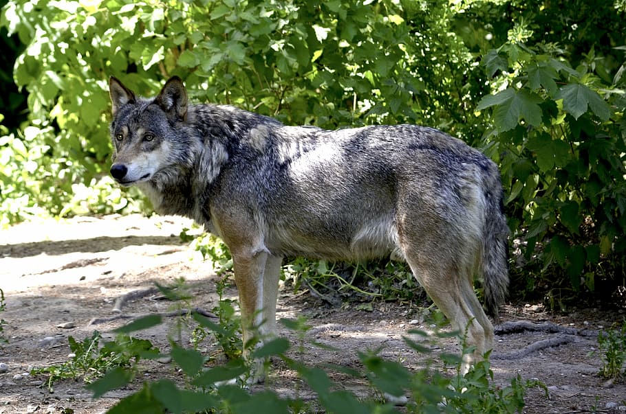 maro, lup, permanent, lângă, verde, plante de frunze, pădure, prădător, Canis lupus, hundeartig, vânător, carnivore, Atenţie, un animal, animal, animale tematice, mamifer, animale vertebrate, natură, animale sălbatice, animale în sălbăticie, plantă, nici o persoana, teren, zi, copac, intern, animale domestice, animale de companie, vedere laterală, lumina soarelui, în aer liber, 4K