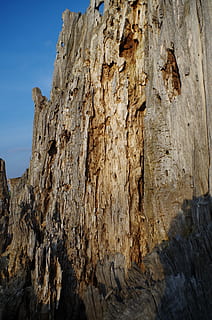 trocken, alt, Baum, Rock, Rock - Objekt, texturiert, Felsformation, solide, Natur, Rau, keine Leute, physische Geographie, Himmel, Flachwinkelansicht, Geologie, Tag, Ruhe, Berg, draußen, ruhige Szene, Schönheit in der Natur, Formation, Cliff, erodiert, 4K, CC0, gemeinfrei, lizenzfrei