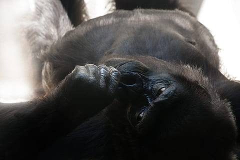 gorilla nera, gorilla, Silverback, scimmia, dominante, imponente, potente, animale, nero, grigio argenteo, grande, mammifero, pelliccia, capo, pensiero, vista, primate, mondo animale, dire bugie, temi animali, fauna selvatica, vertebrato, animali allo stato selvatico, avvicinamento, un animale, nessuno, colore nero, concentrarsi sulle conoscenze acquisite, giorno, rilassamento, natura, testa di animale, famiglia di animali, 4K, CC0, dominio pubblico, privo di copyright