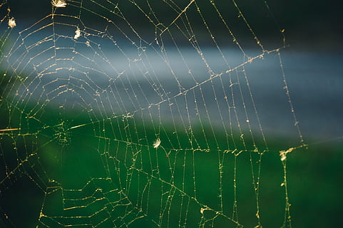cobweb, spider's web, spiderweb, spider web, fragility, vulnerability, close-up, focus on foreground, beauty in nature, no people, nature, drop, wet, water, animal themes, natural pattern, outdoors, animal, day, complexity, pattern, spider, rain, dew, web, raindrop, 5K, CC0, public domain, royalty free