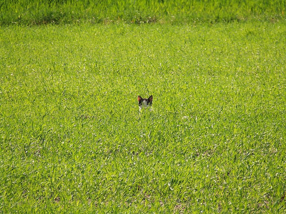 terreno edificabile, gatto, primavera, verde, campo, gatto, primavera, verde succoso, animale, colore verde, erba, un animale, fauna selvatica, natura, pianta, terra, vertebrato, temi animali, crescita, animali allo stato selvatico, giorno, uccello, bellezza nella natura, nessuno, vista dall'alto, all'aperto, luce del sole, 2K