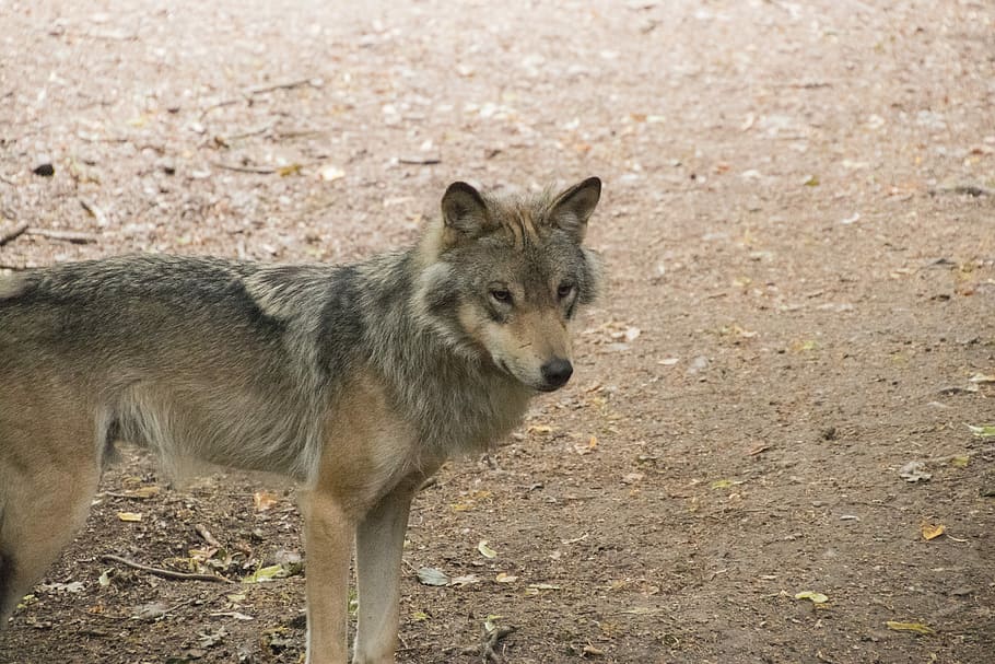 timberwolf, llop, animal, depredador, salvatge, gris, caní, pell, a l'aire lliure, naturalesa, vida salvatge, carnívor, caçador, gos, un animal, fauna animal, animals a la natura, dia, cap gent, mamífer, terra, vertebrats, retrat, camp, mirant, centrar-se en primer pla, vista d’angle alt, de peu, 5K