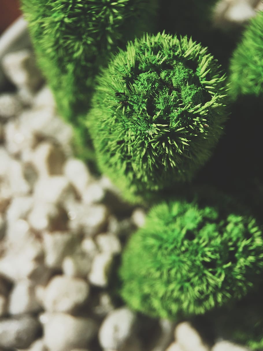 madeira, natureza, verão, rochas, borrão, botânico, cacto, delicado, ecologia, meio Ambiente, flora, frescura, jardim, verde, vegetação, crescimento, erva, sai, macro, remédio, natural, orgânico, ao ar livre, seixos, plantar, temporada, vista do topo, árvore, cor verde, fechar-se, ninguém, dia, foco seletivo, beleza na natureza, focar em primeiro plano, visão de alto ângulo, folha, parte da planta, campo, terra, vida nova, cravado, espetado, 2K