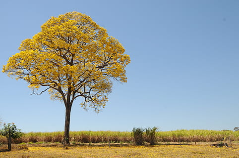 copac, iarba câmp, galben, primăvară, fermă, frumos, din ipe, peisaj, plantă, toamnă, cer, mediu inconjurator, iarbă, camp, frumusețe în natură, natură, teren, albastru, cer senin, scenice - natura, scenă non-urbană, liniște, nici o persoana, rural, o scenă liniștită, în aer liber, Schimbare, semi-arid, 4K, CC0, domeniu public, fără drepturi de autor