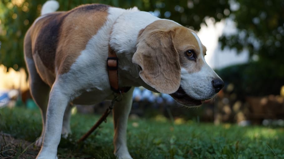 gos, beagle, mascotes, mamífer, nacional, temes d'animals, animal, animals domèstics, caní, un animal, herba, centrar-se en primer pla, dia, cap gent, vertebrats, terra, planta, camp, mirant, de peu, naturalesa, weimaraner, cap d’animals, 5K