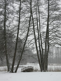 zima, drzewa, sieć, zimno, Natura, śnieg, zimowy, drzewa, most, śnieżny, mroźny, zimna temperatura, drzewo, pogoda, roślina, wylądować, spokój, żadnych ludzi, nagie drzewo, spokojna scena, piękno natury, bagażnik samochodowy, scenics - natura, pnia drzewa, dzień, las, Oddział, scena pozamiejska, na dworze, lesisty teren, 2K, CC0, domena publiczna, darmowe zdjęcia