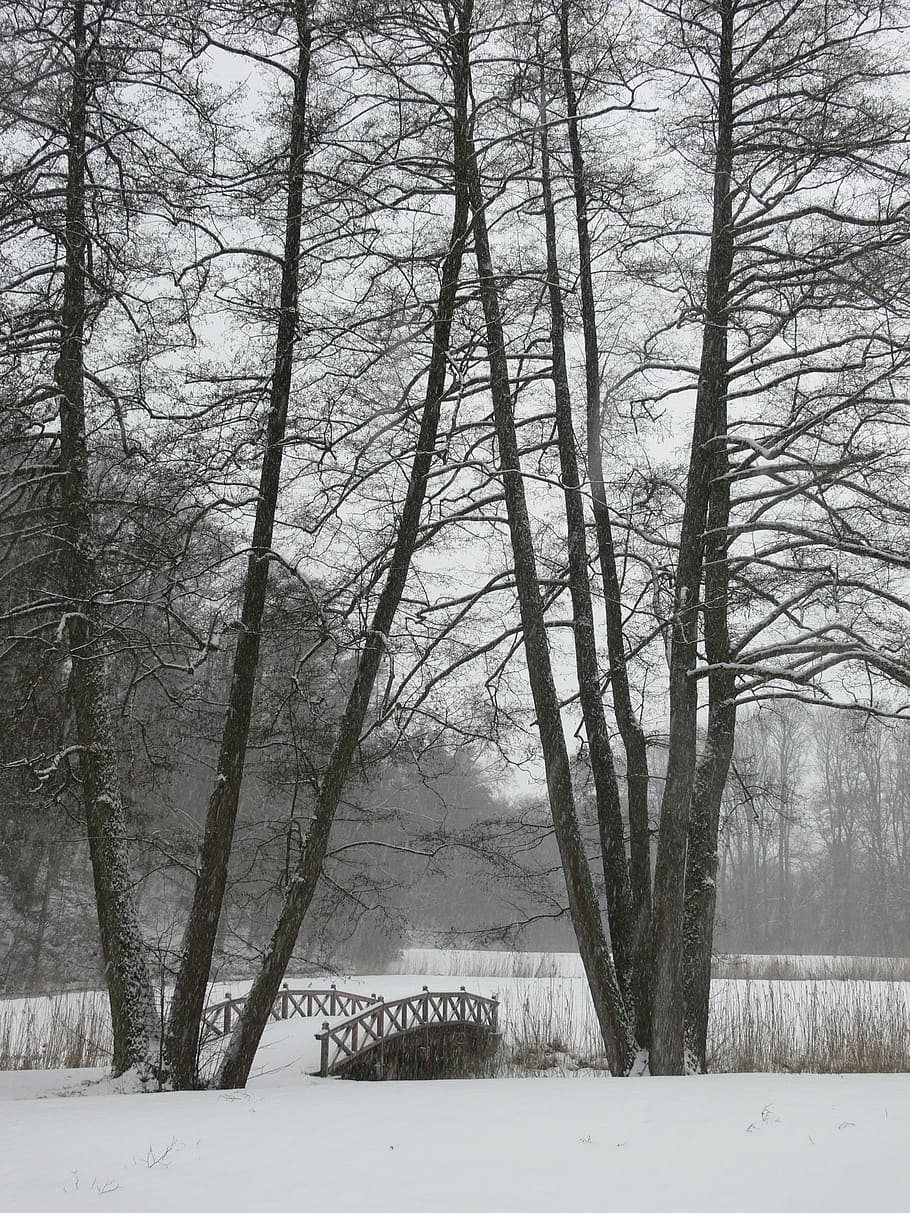 zima, drzewa, sieć, zimno, Natura, śnieg, zimowy, drzewa, most, śnieżny, mroźny, zimna temperatura, drzewo, pogoda, roślina, wylądować, spokój, żadnych ludzi, nagie drzewo, spokojna scena, piękno natury, bagażnik samochodowy, scenics - natura, pnia drzewa, dzień, las, Oddział, scena pozamiejska, na dworze, lesisty teren, 2K