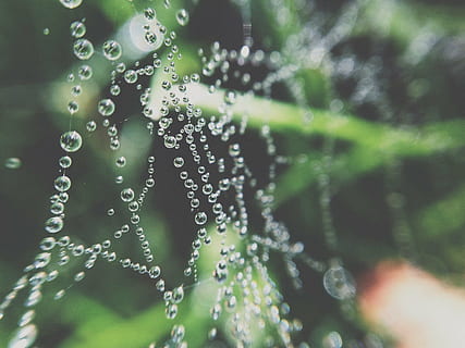 selective, focus photography, water droplet, spider, web, cobweb, nature, insect, net, macro, arachnid, wildlife, outdoor, wet, droplets, water, rain, dew, closeup, pattern, cearl, transparent, filigree, network, drop, close-up, freshness, plant, focus on foreground, no people, fragility, beauty in nature, vulnerability, selective focus, day, outdoors, spider web, green color, raindrop, purity, rainy season, 2K, CC0, public domain, royalty free