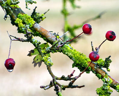 Bugt, efterår, rød, grene, blade, plante, natur, frugt, mad, mad og drikke, sund kost, træ, fokus på forgrunden, vækst, tæt på, friskhed, ingen mennesker, afdeling, dag, bærfrugt, velvære, blad, plante del, udendørs, grøn farve, moden, 4K, CC0, offentligt domæne, royaltyfrie