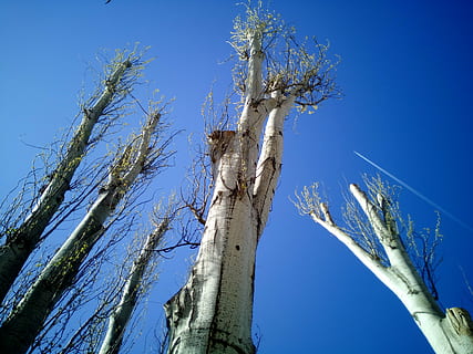 alberi, tala, potatura, taglio, potati, tronco, Tribunale, natura, pianta, albero, blu, cielo, Inquadratura dal basso, cielo sereno, nessuno, crescita, ramo, giorno, bellezza nella natura, la tranquillità, tronco d'albero, all'aperto, scenics - natura, ambiente, soleggiato, luce del sole, semi arido, 4K, CC0, dominio pubblico, privo di copyright