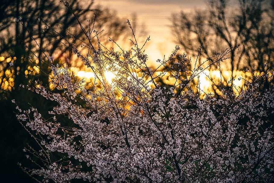 daggry, landskab, natur, blomster, baggrund, smuk, flor, blomstrende, blomstre, sløring, botanisk, grene, tæt, tæt på, flora, vækst, blade, naturlig, udendørs, kronblade, plante, sol, træer, hvid, skov, skønhed i naturen, træ, ingen mennesker, blomst, blomstrende plante, ro, skrøbelighed, gul, sårbarhed, himmel, dag, afdeling, lav vinkel visning, solnedgang, fokus på forgrunden, forår, 5K
