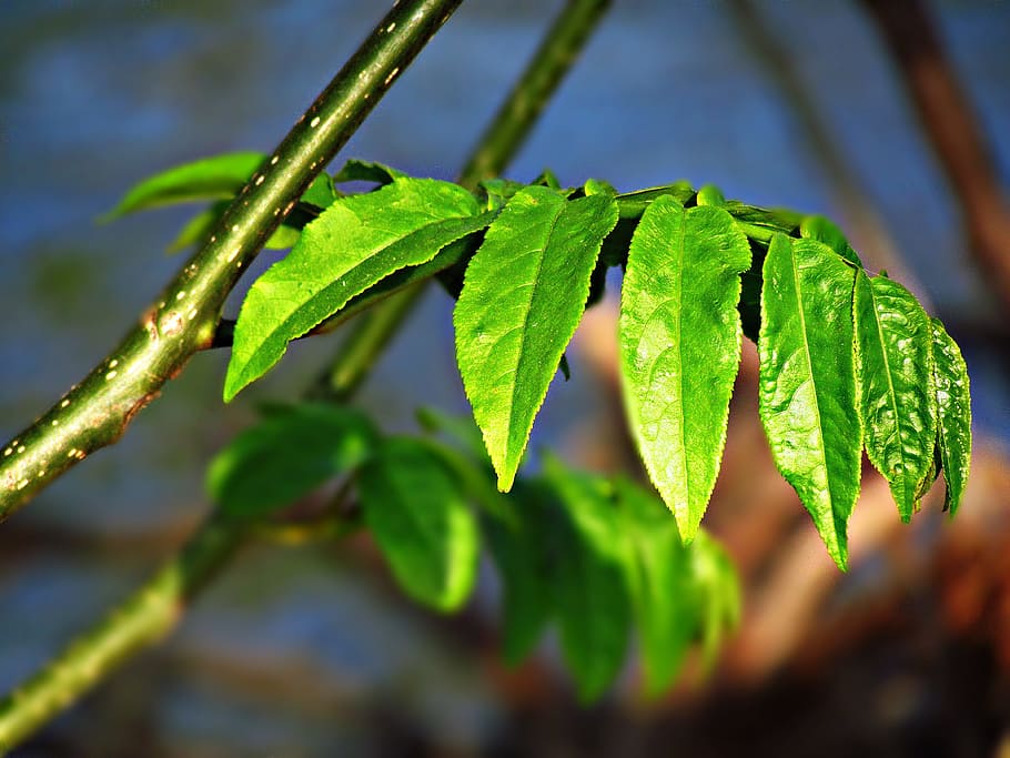 fogliame, primavera, natura, albero, pianta, rametto, verde, foglia, parte vegetale, colore verde, crescita, avvicinamento, concentrarsi sulle conoscenze acquisite, bellezza nella natura, nessuno, messa a fuoco selettiva, giorno, luce del sole, freschezza, acqua, all'aperto, vena fogliare, cibo, cibo e bevande, purezza, le foglie, 4K
