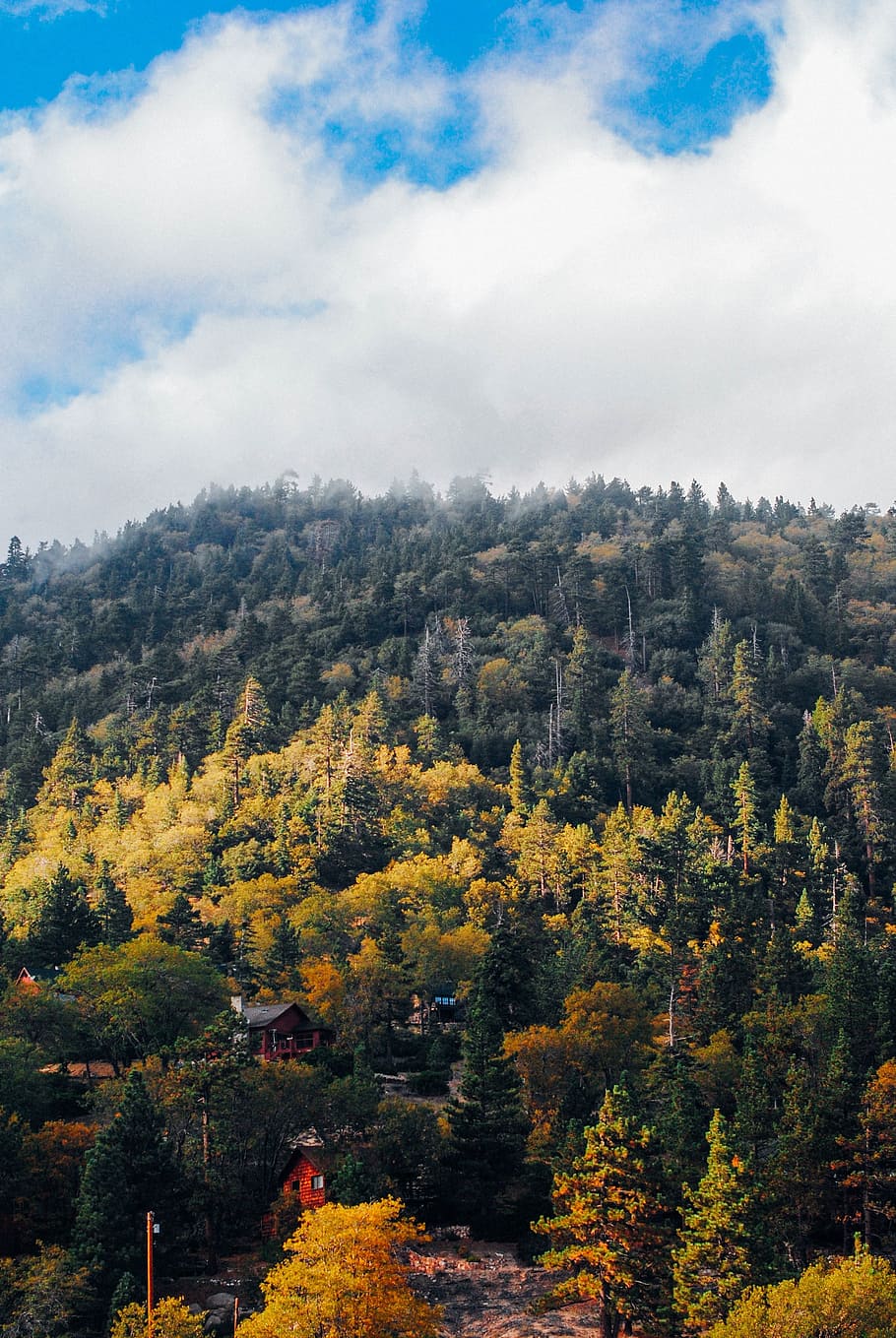 paisatge de tardor, pins, caure, paisatge, naturalesa, tardor, bosc, temporada, paisatge forestal, arbres caiguts, escènic, fullatge, arbre, planta, cel, bellesa a la natura, núvol - cel, dia, creixement, tranquil·litat, escenics - natura, cap gent, escena tranquil·la, a l'aire lliure, canvi, vista d’angle alt, muntanya, terra, 2K