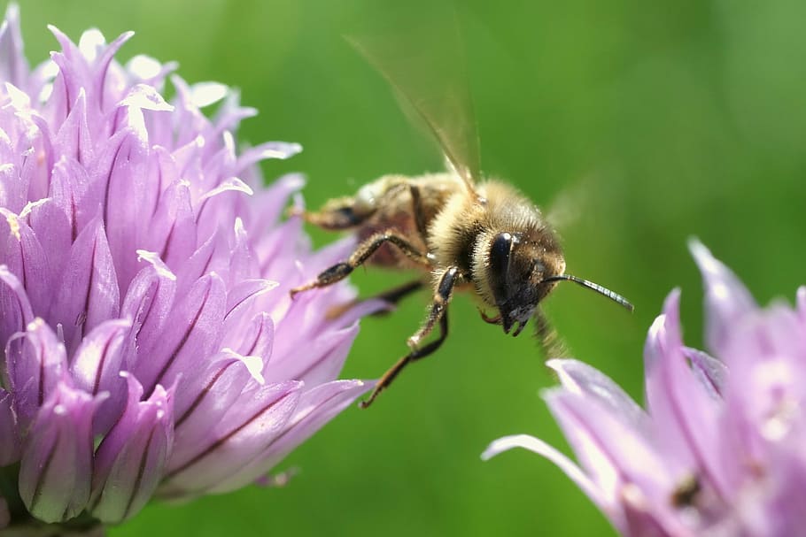 Honigbiene, fliegend, Insekt, Fehler, Blumen, Bestäubung, Biene, Natur, Tierwelt, blühen, Nektar, Flügel, blühende Pflanze, Blume, Zerbrechlichkeit, Tier, Schönheit in der Natur, Tierthemen, Tiere in freier Wildbahn, ein Tier, Verletzlichkeit, Frische, Blütenblatt, wirbellos, Pflanze, Blütenkopf, Nahansicht, Wachstum, pinke Farbe, lila, Hummel, keine Leute, Frühling, 1080P