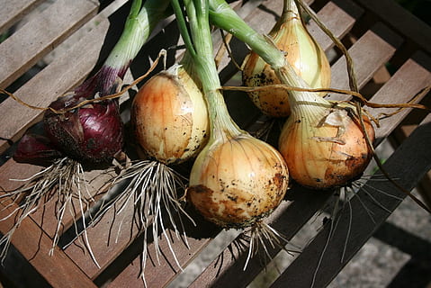 orgànic, cebes, vegetals, parcel · la, fresc, excavat, jardí, creixent, casa de pagès, menjar i beguda, alimentació saludable, menjar, frescor, aliments crus, benestar, natura morta, ceba, cap gent, vista d’angle alt, dia, primer pla, arrel vegetal, naturalesa, part de la planta, ceba tendra, planta, a l'aire lliure, menjar vegetarià, 720P, CC0, domini públic, lliure de regalies