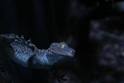 rettili, lucertola, ombra, animale, rettile, natura, carnivoro, temi animali, fauna selvatica, un animale, animali allo stato selvatico, vertebrato, parte del corpo animale, avvicinamento, acqua, nessuno, mare, subacqueo, coccodrillo, all'aperto, buio, testa di animale, concentrarsi sulle conoscenze acquisite, occhio animale, vista profilo, marino, sfondo nero, bocca aperta, velenoso, 5K, CC0, dominio pubblico, privo di copyright