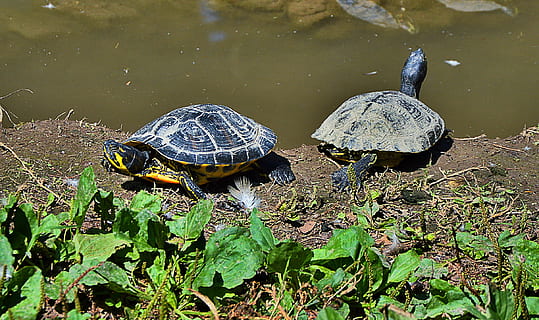 Turtles, Free, Animal, turtle, reptile, tortoise, nature, wildlife, animal Shell, pets, animals And Pets, animal wildlife, tortoise shell, animals in the wild, animal themes, vertebrate, water, no people, one animal, shell, lake, high angle view, amphibian, leaf, outdoors, marine, 1080P, CC0, public domain, royalty free